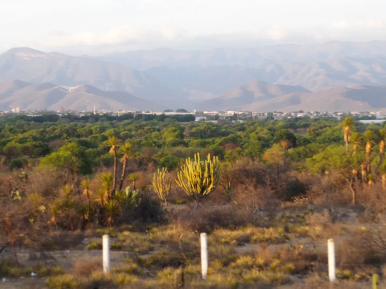 COCO Lipo in Mexiko — 22